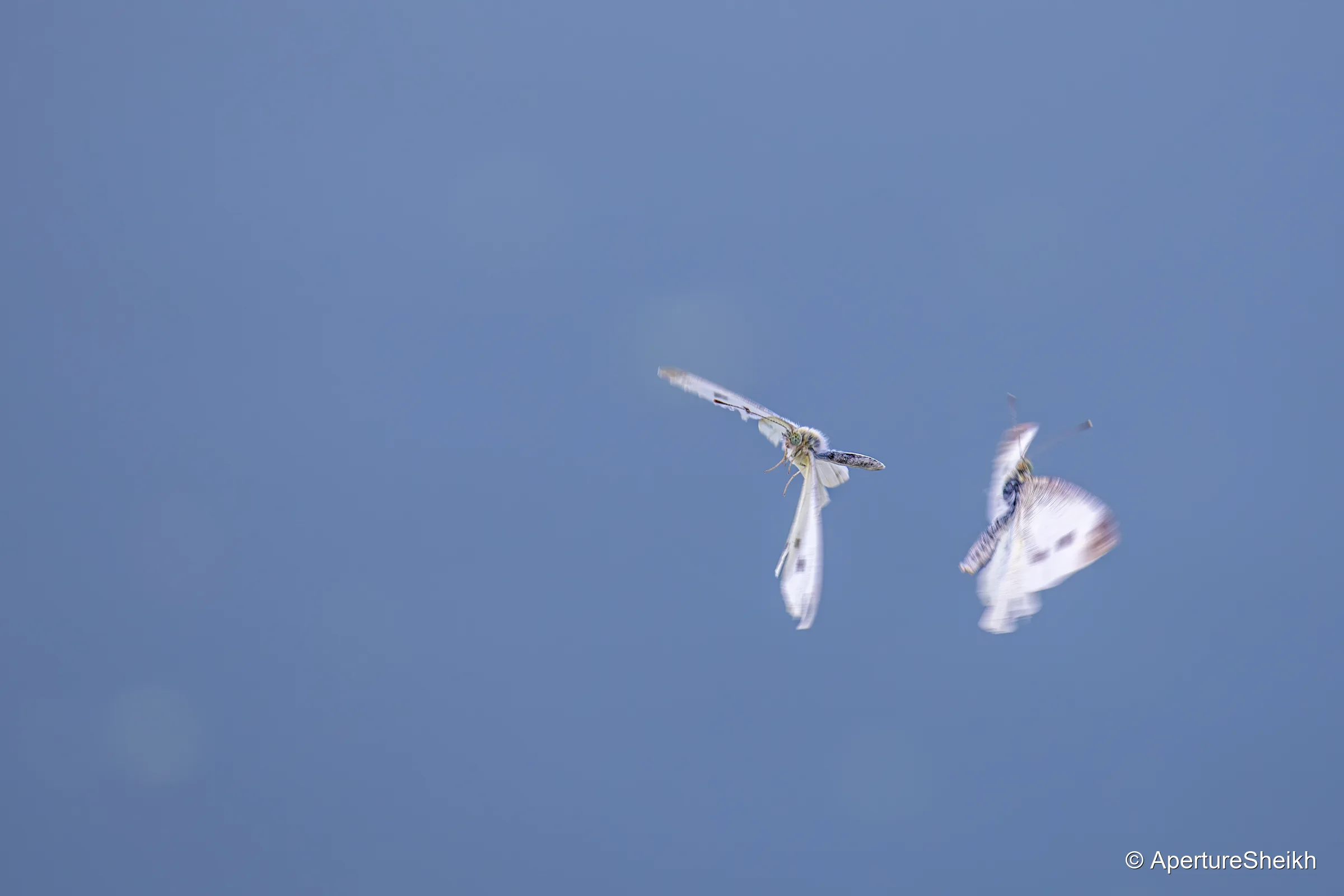 Butterfly Ballet